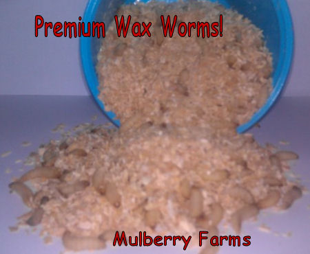 download bulk wax worms